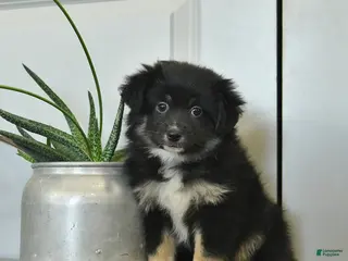 Miniature Australian Shepherd dogs Charlotte - Ad 26