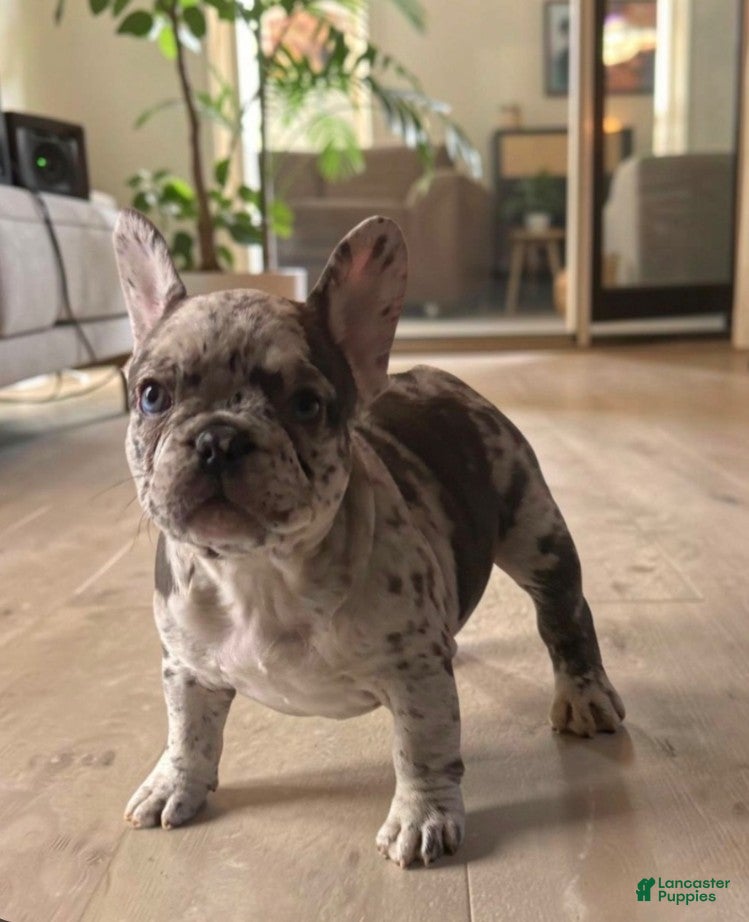 French Bulldog dogs Kissey Face - Ad 2