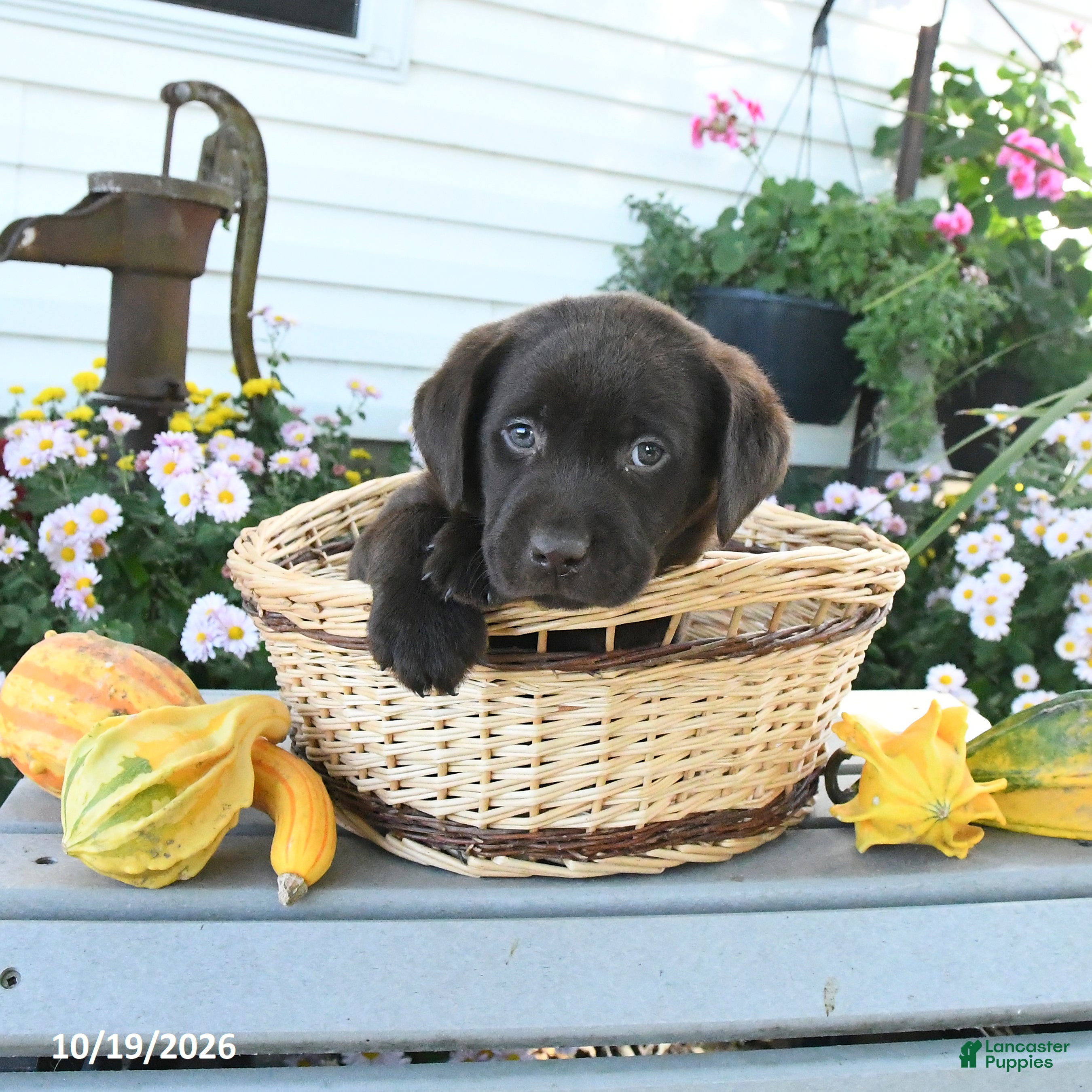 Labrador Retriever dogs Jace - Ad 1