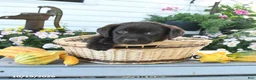 Labrador Retriever dogs for sale: Jace - Ad 1