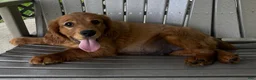 Miniature Golden Retriever dogs for sale: Aspen - Ad 2