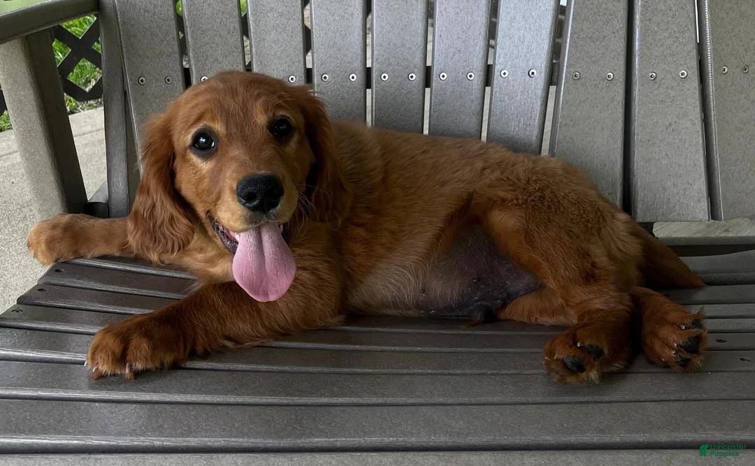 Miniature Golden Retriever dogs for sale: Aspen - Ad 2