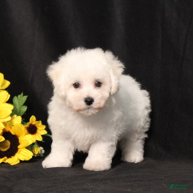 Bichon Frise dogs BJ's Michael - Ad 1