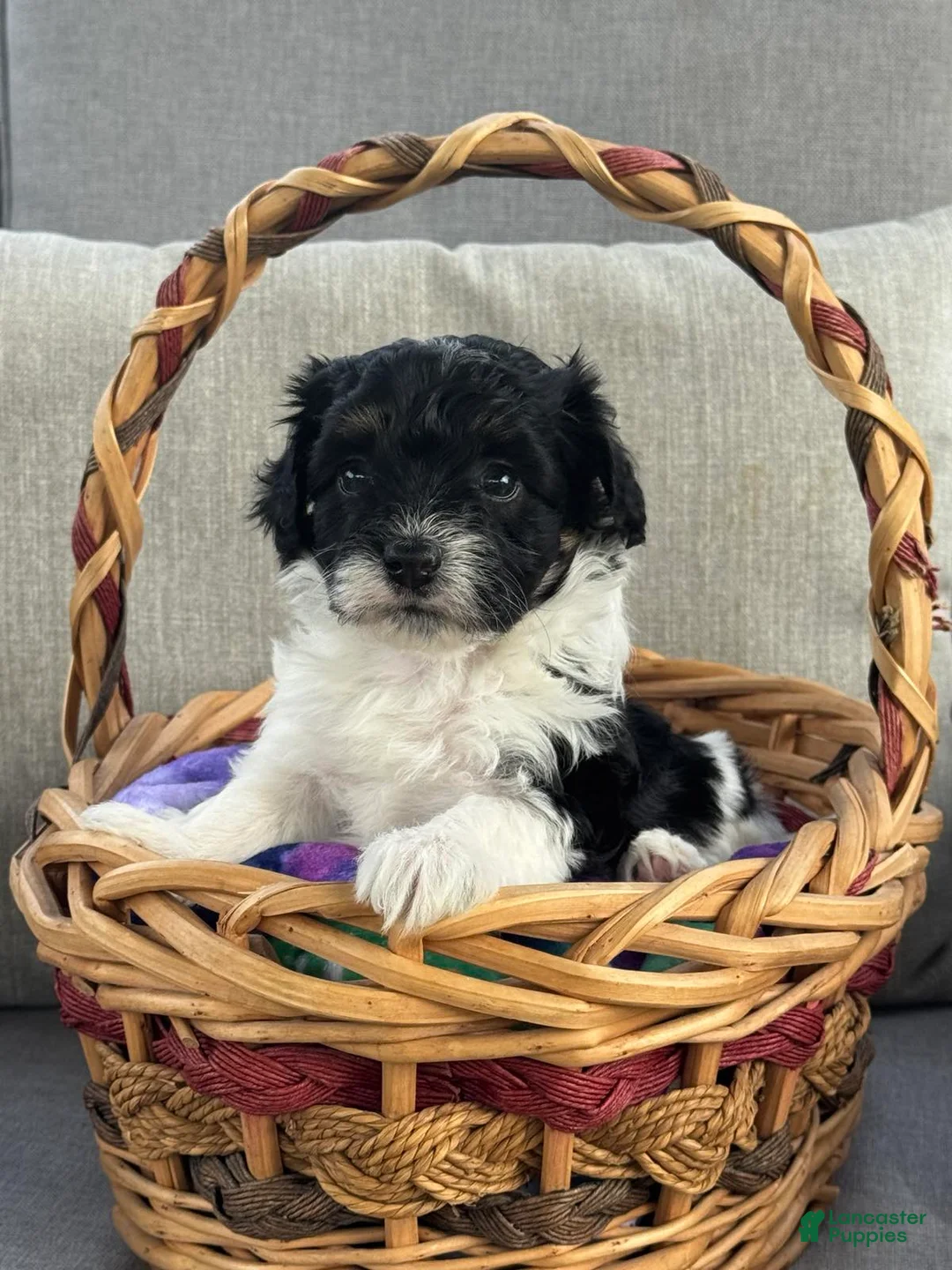 Maltipoo dogs for sale: Maltipoo Puppy 5 - Ad 1