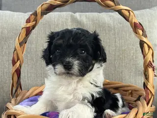 Maltipoo dogs Maltipoo Puppy 5 - Ad 11