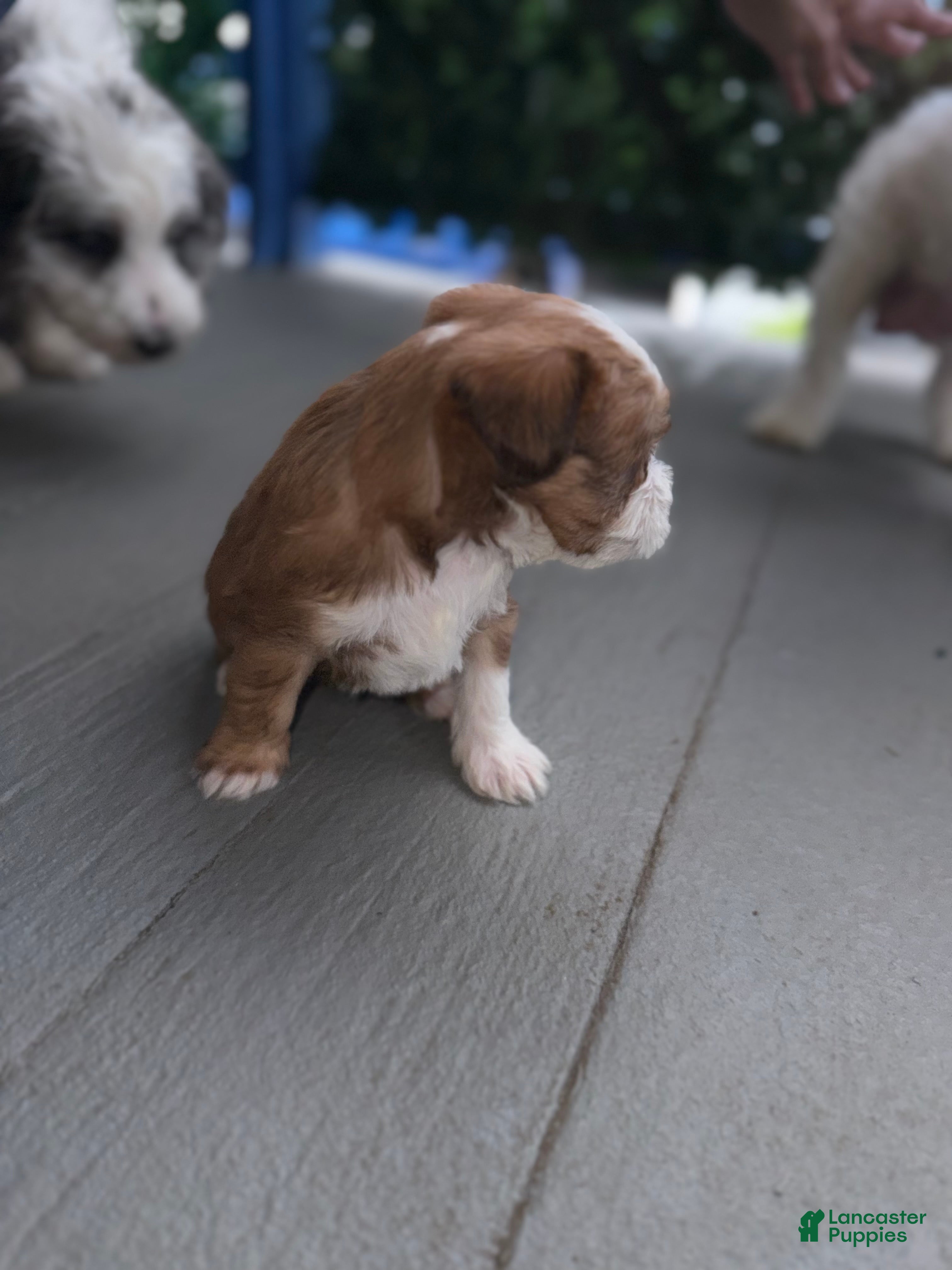 Mixed Breed dogs for sale: Bella - Ad 4