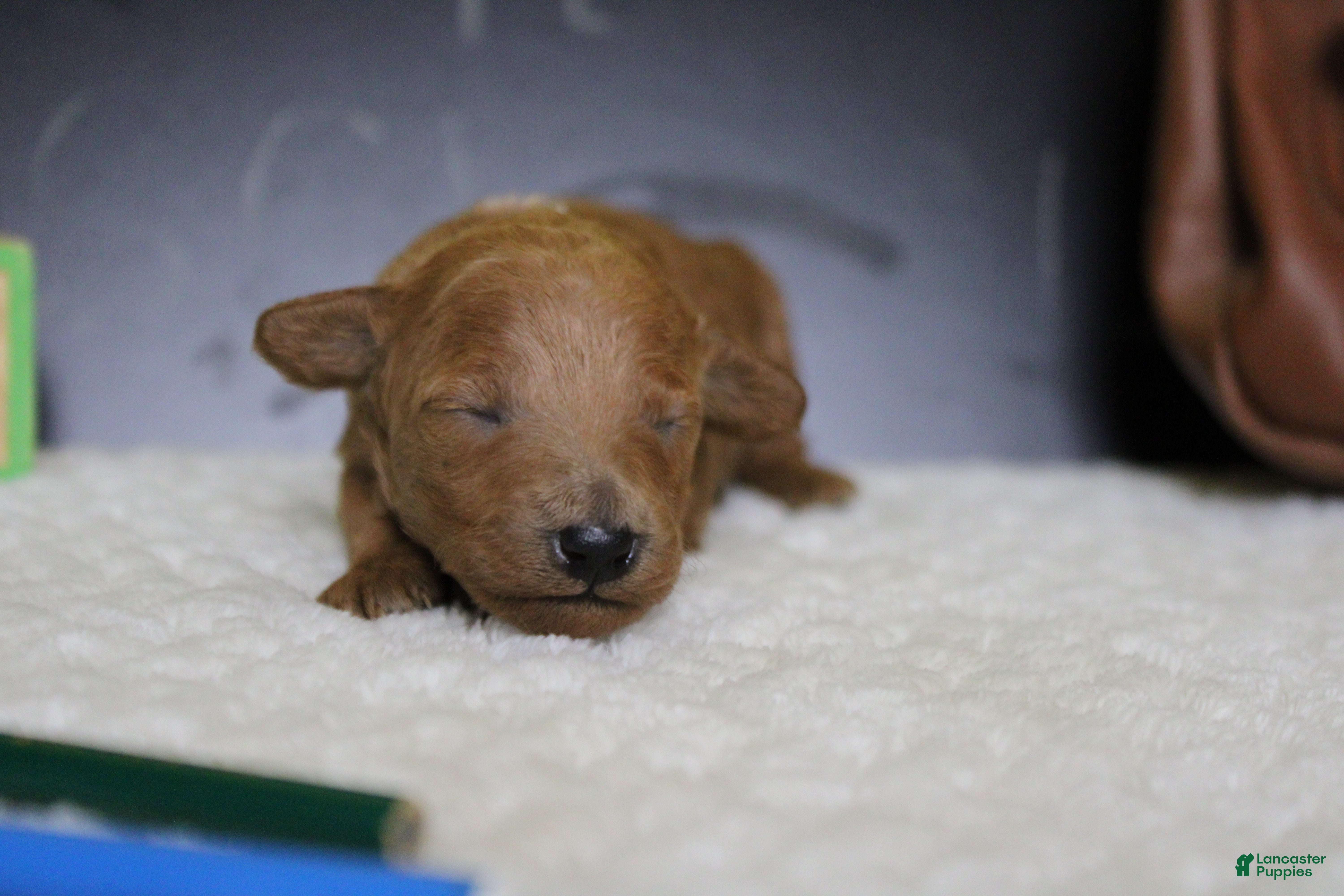Mixed Breed dogs Tangerine - Ad 40