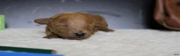 Mixed Breed dogs for sale: Tangerine - Ad 1
