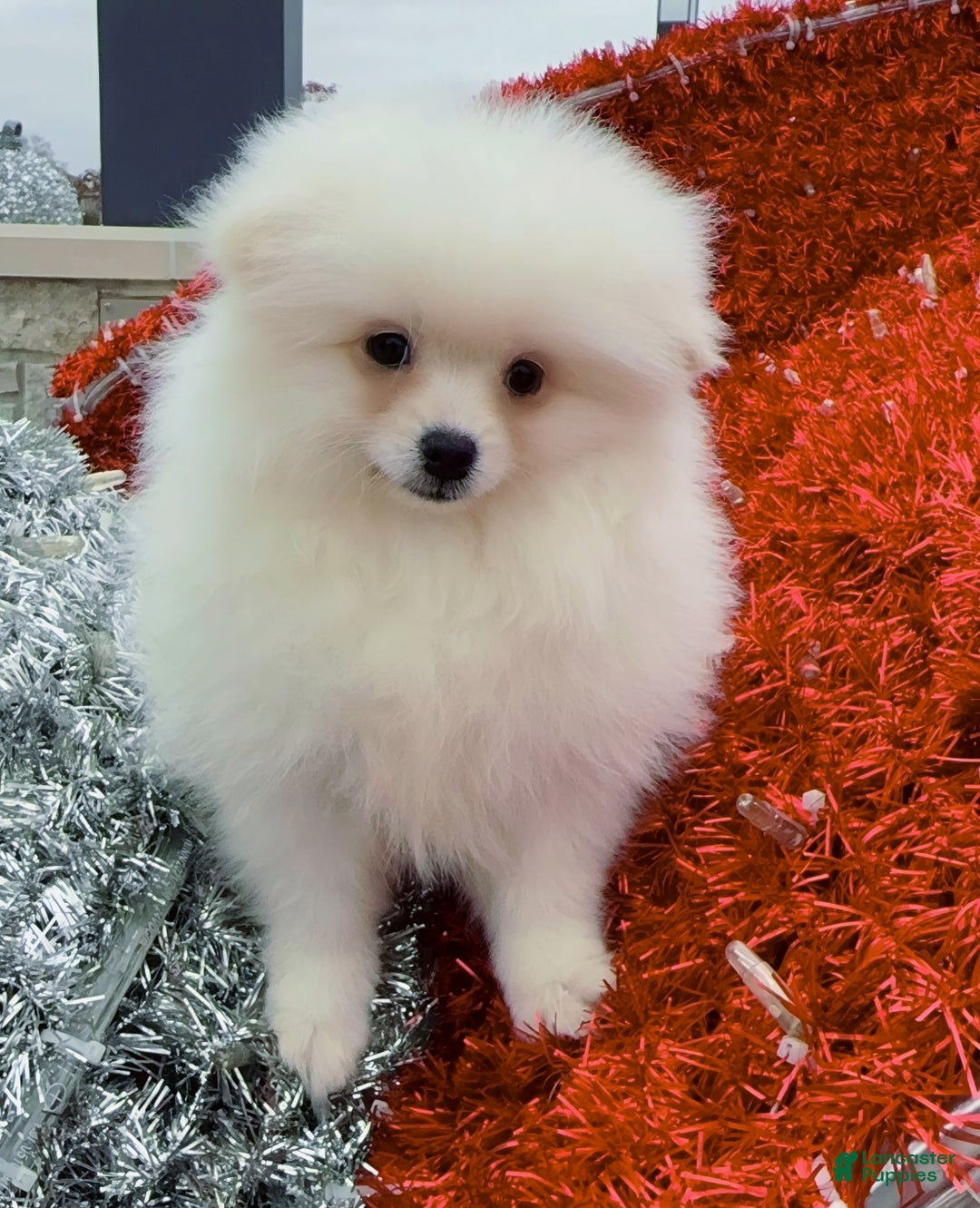 Pomeranian dogs for sale: Pomeranian Puppy Fluffy - Ad 2