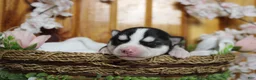 Siberian Husky dogs for sale: Storm  - Ad 3