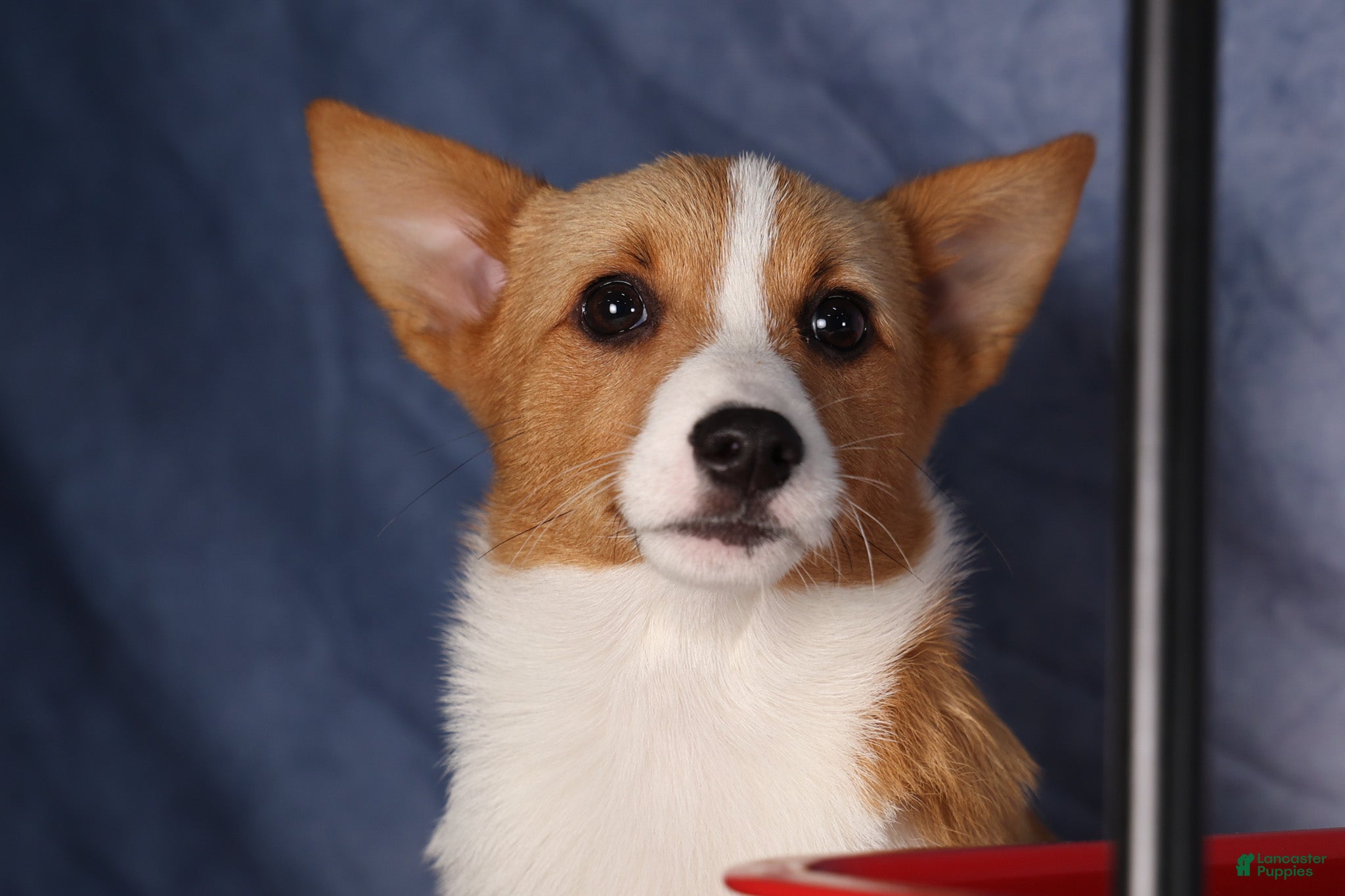 Welsh Corgi Pembroke dogs Yara ❤️ - Ad 1