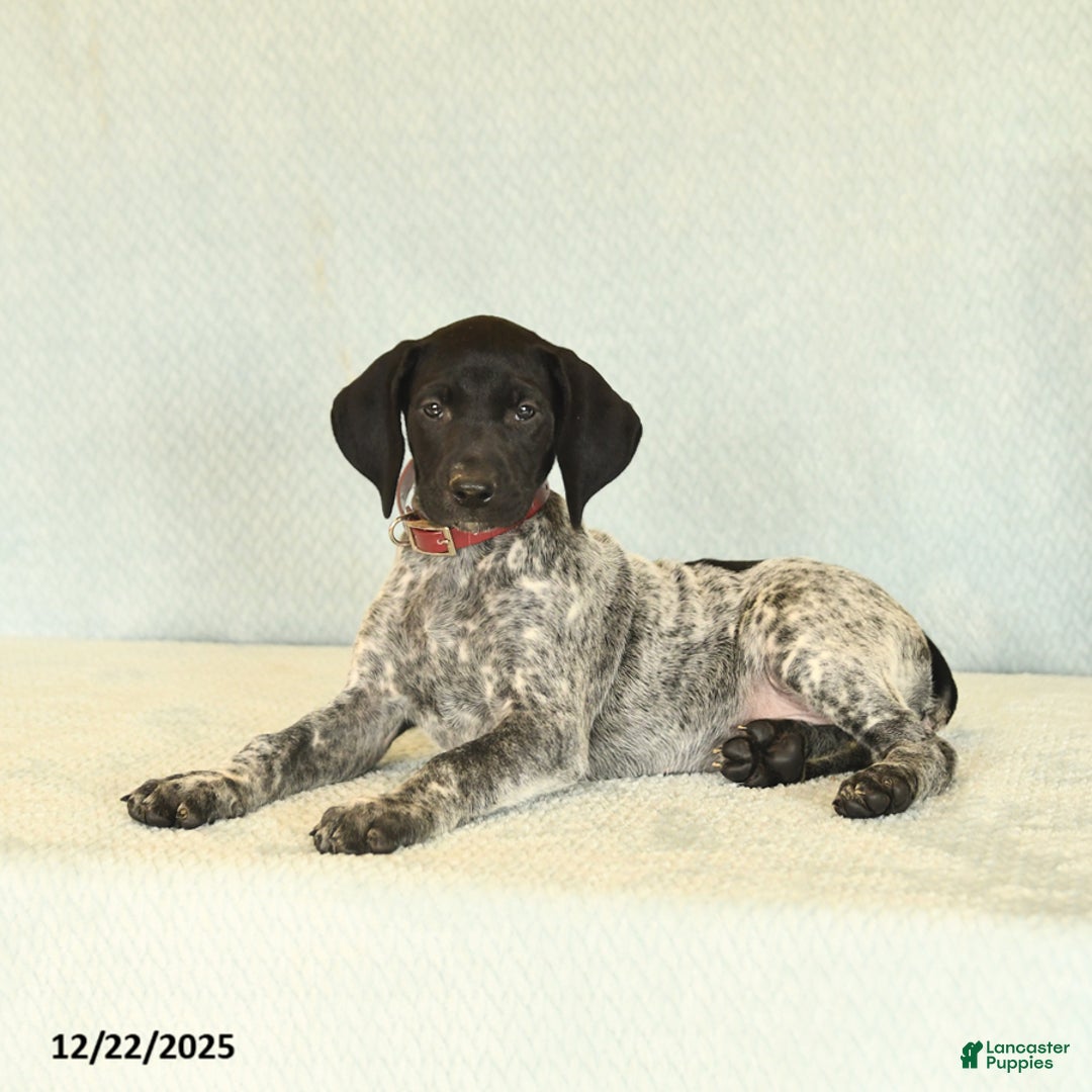 German Shorthaired Pointer dogs for sale: Tessa - Ad 4