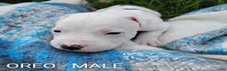 American Pit Bull Terrier dogs for sale: OREO - Ad 11