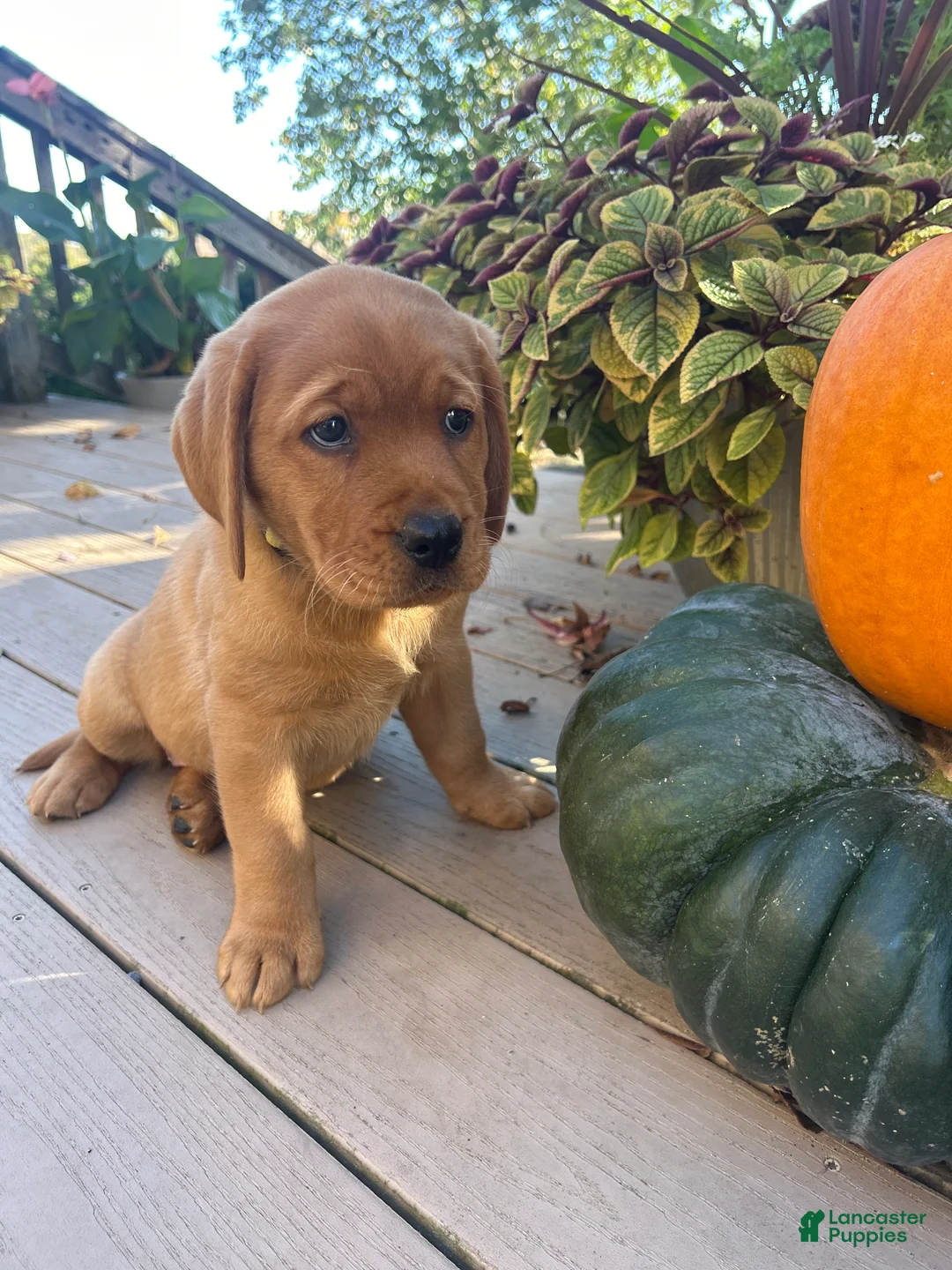 Labrador Retriever dogs for sale: Bailey - Ad 1