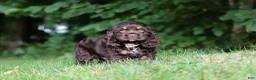 Cocker Spaniel dogs for sale: Lincoln - Ad 5