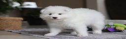 Samoyed dogs for sale: Beth - Ad 5