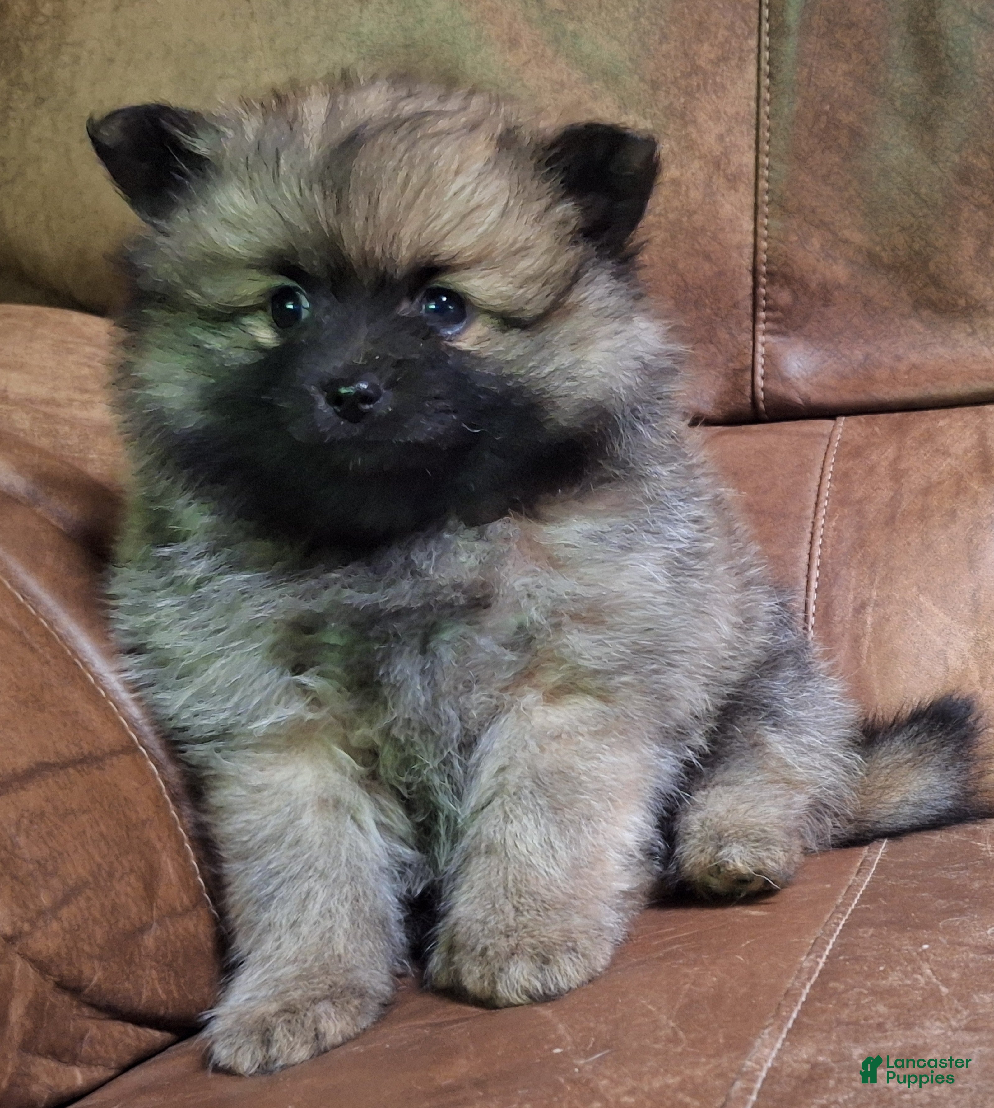 Pomeranian dogs Wolf sable female darker - Ad 1