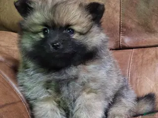 Pomeranian dogs for sale: Wolf sable female darker - Ad 2