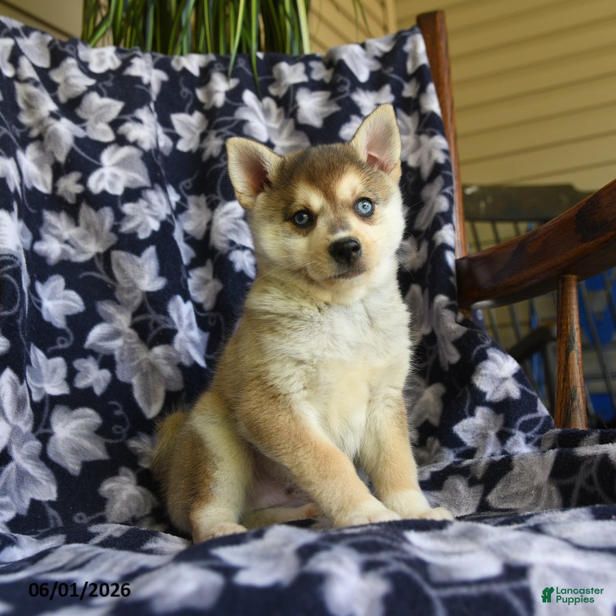 Alaskan Klee Kai dogs Mikki - Ad 1