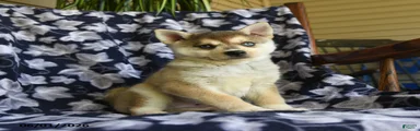 Mikki