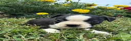 Boston Terrier dogs for sale: Haley - Ad 3