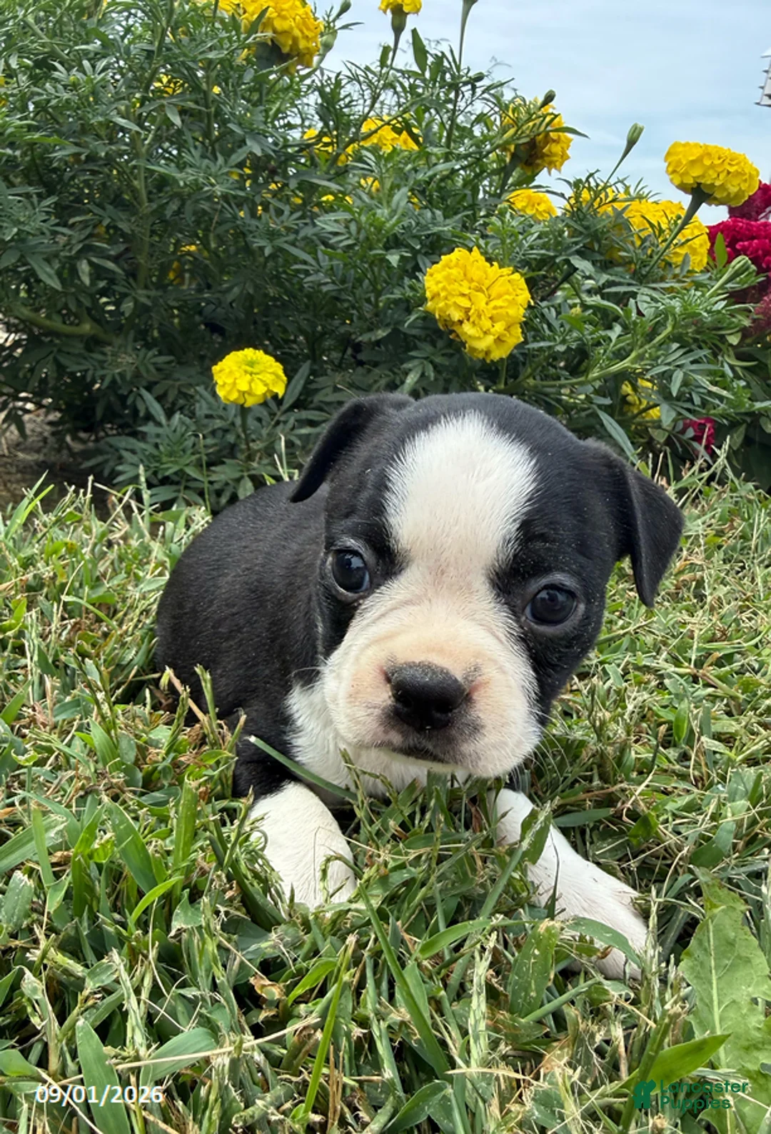 Boston Terrier dogs for sale: Haley - Ad 3