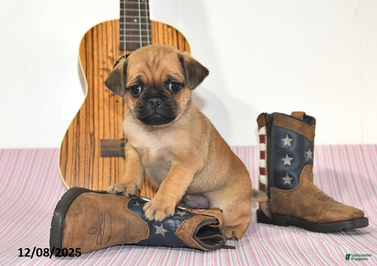 Jug dogs Alex - Ad 9