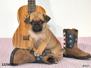 Jug dogs Alex - Ad 38