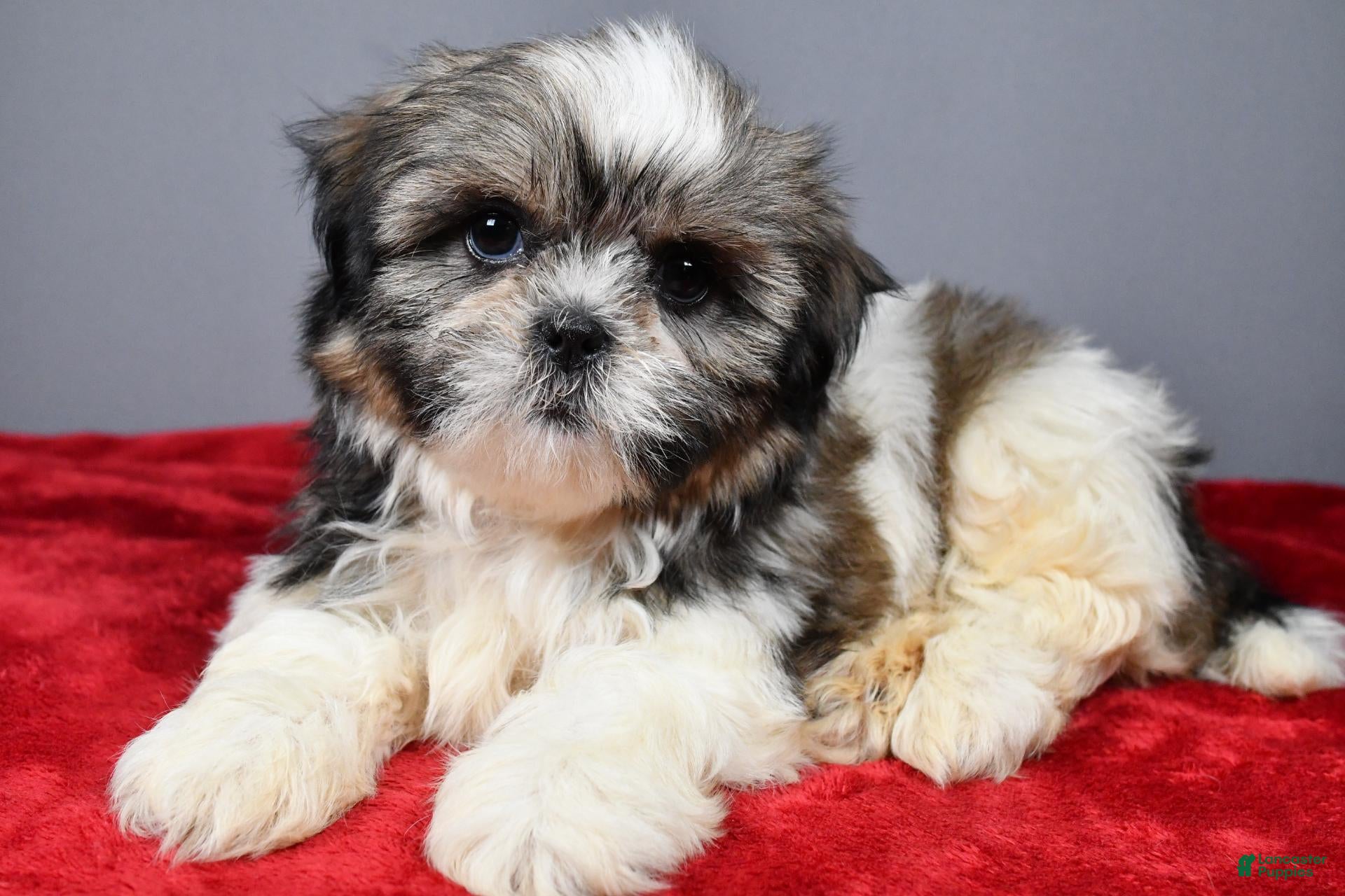 Shih Tzu dogs Trevor - Ad 2