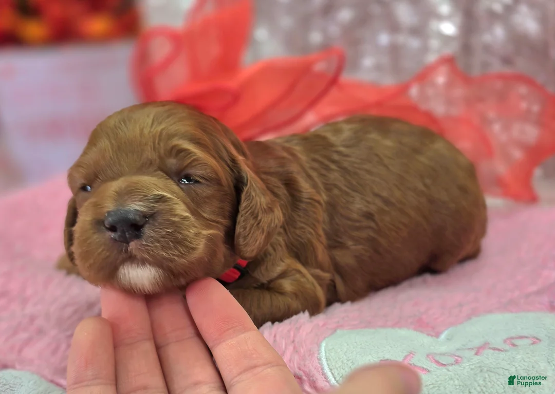 Cockapoo dogs for sale: Halo - Ad 5