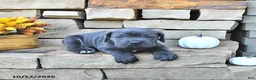 Cane Corso dogs for sale: Jax - Ad 4
