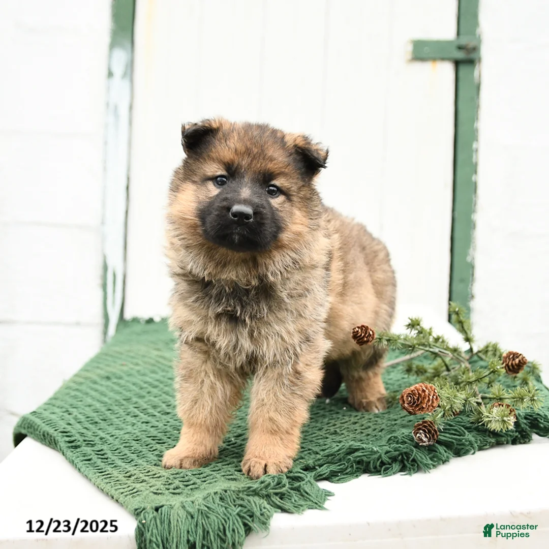 German Shepherd dogs for sale: Lacey - Ad 2