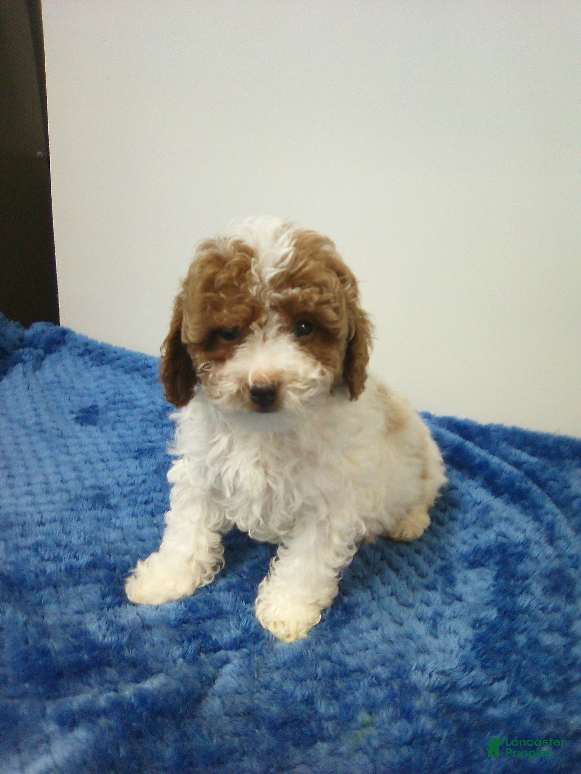 Toy Poodle dogs Tommy - Ad 1