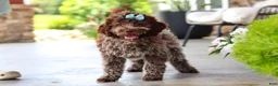 Lagotto Romagnolo dogs for sale: Maisie - Ad 6