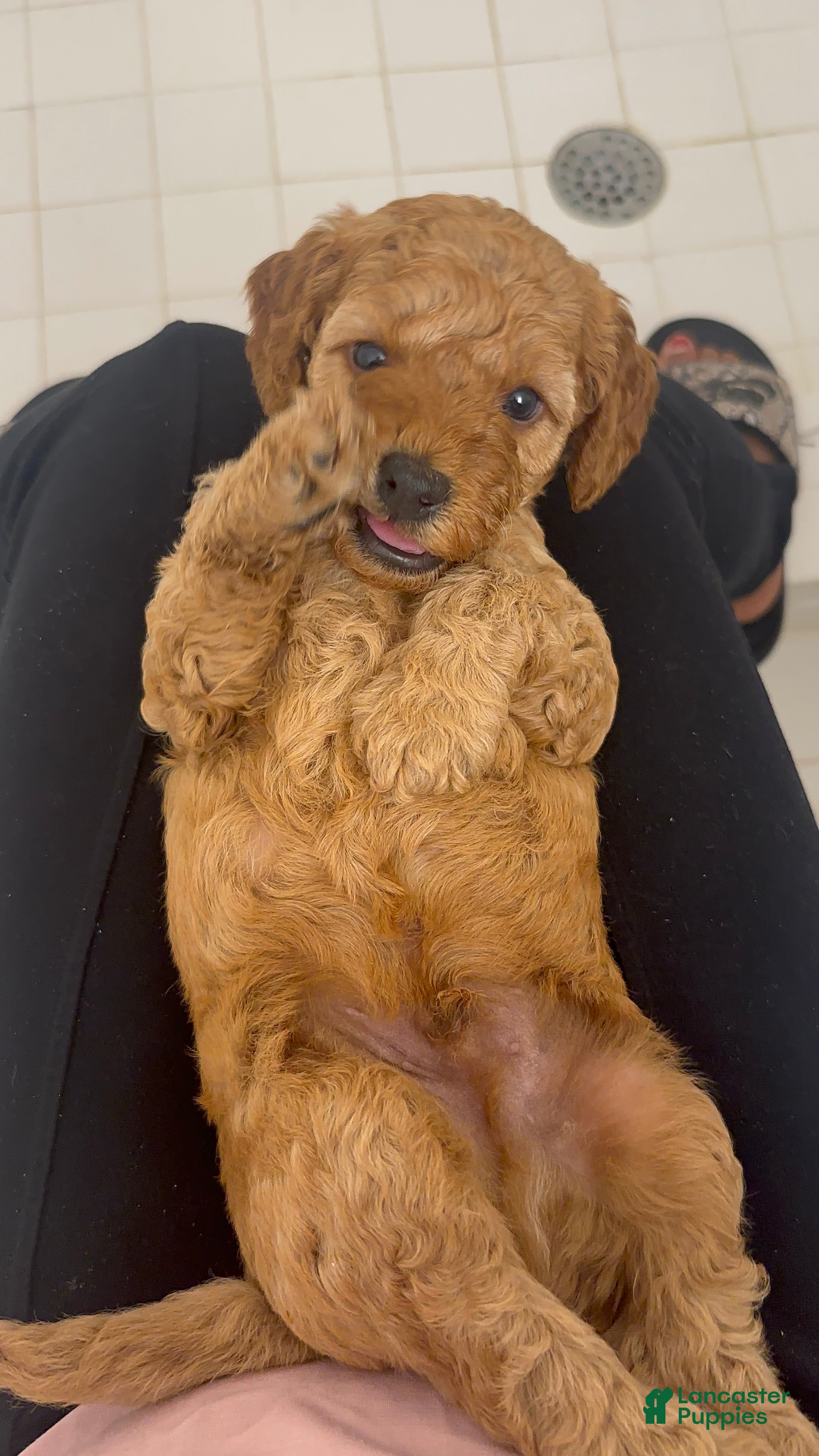 Mini Goldendoodle dogs Cinnamon - Ad 14