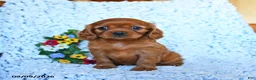 Cavalier King Charles Spaniel dogs for sale: Zara - Ad 1