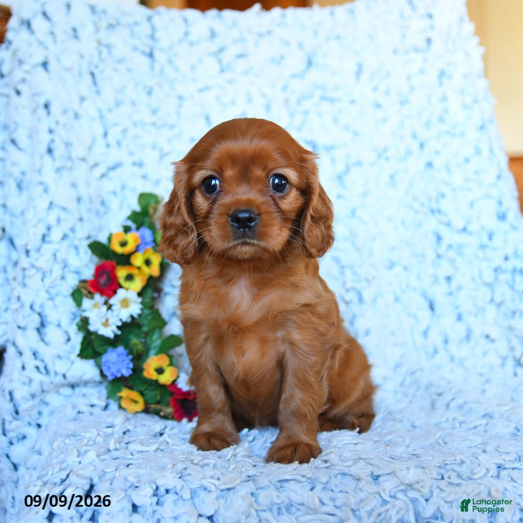Cavalier King Charles Spaniel dogs for sale: Zara - Ad 1