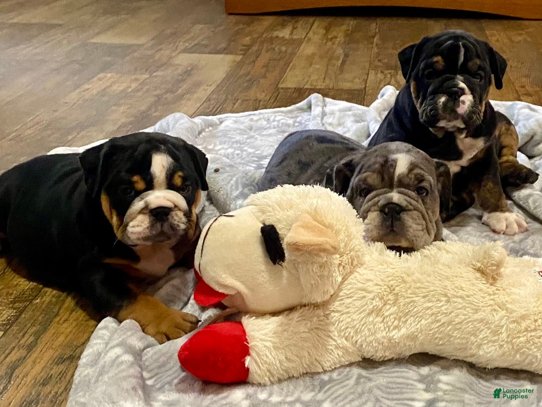 English Bulldog dogs for sale: Ember - Ad 6