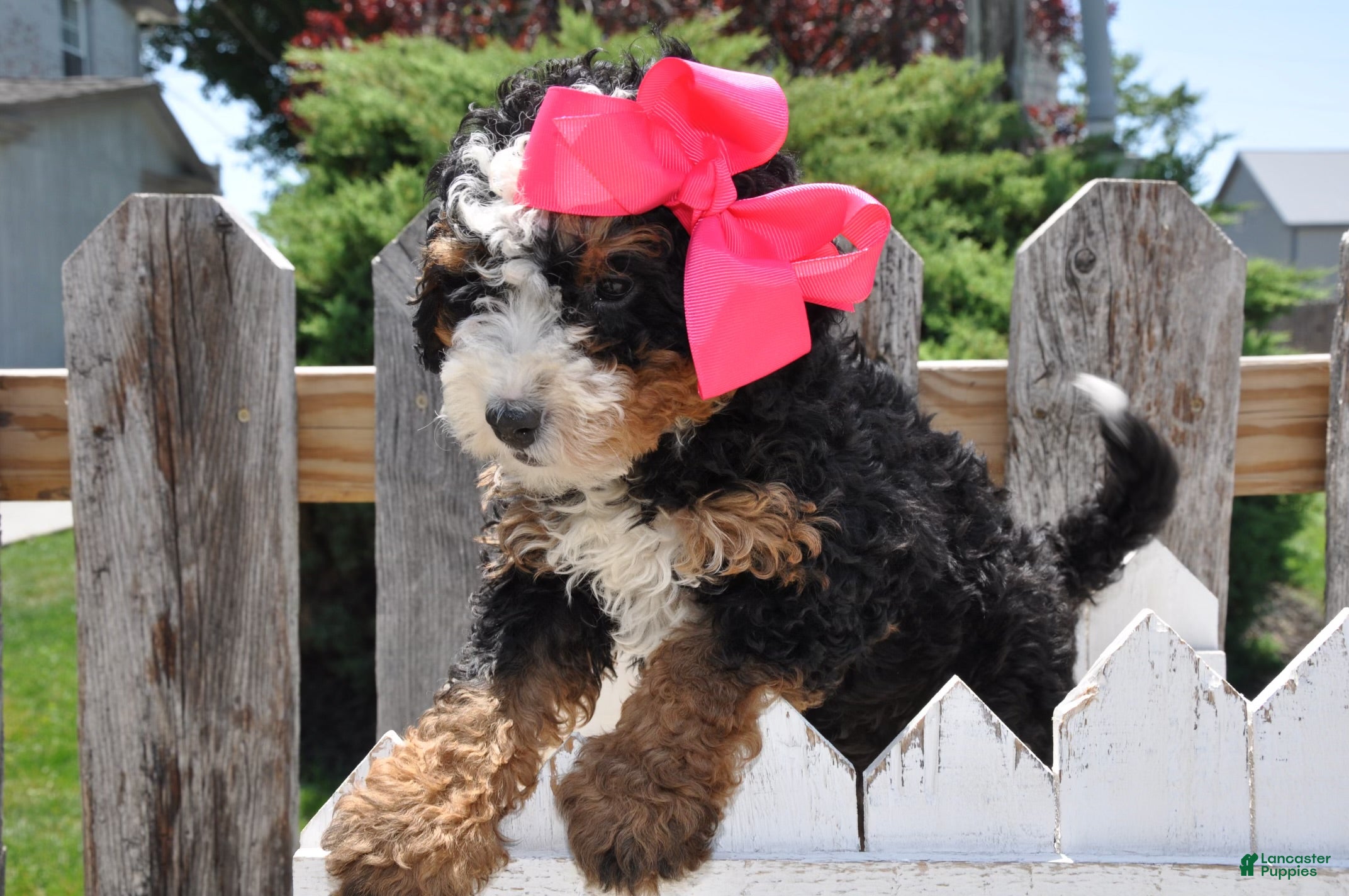 Mini Bernedoodle dogs Ms. Beasley - Ad 1