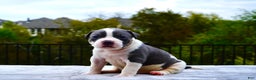 American Bully dogs for sale: American Bully XL Blue Pied Bald Female - Ad 2