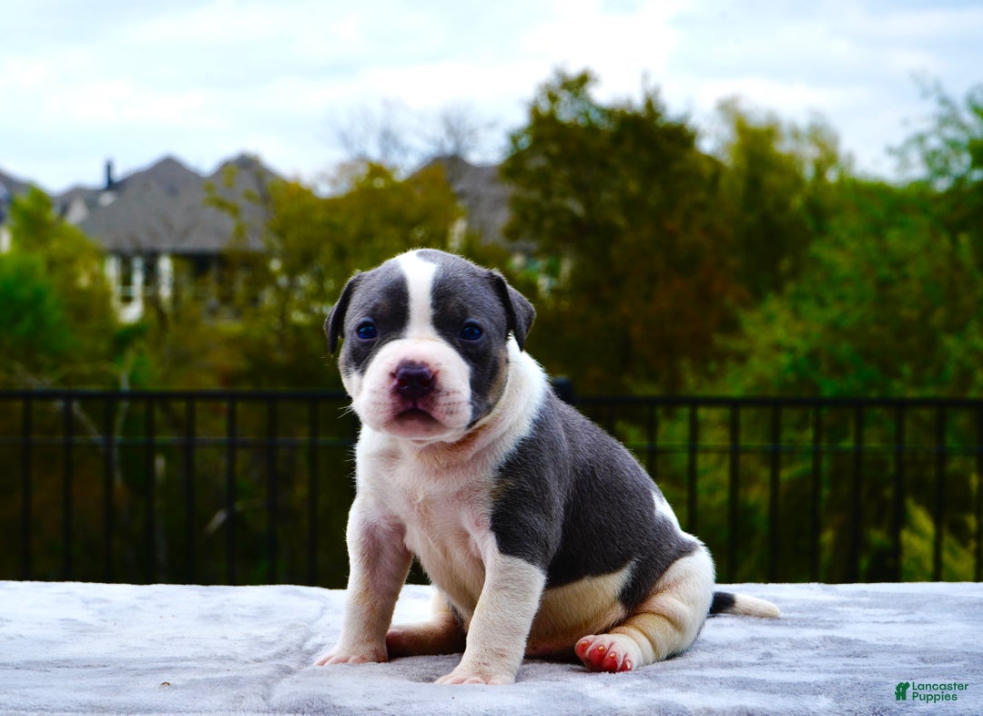 American Bully dogs for sale: American Bully XL Blue Pied Bald Female - Ad 2
