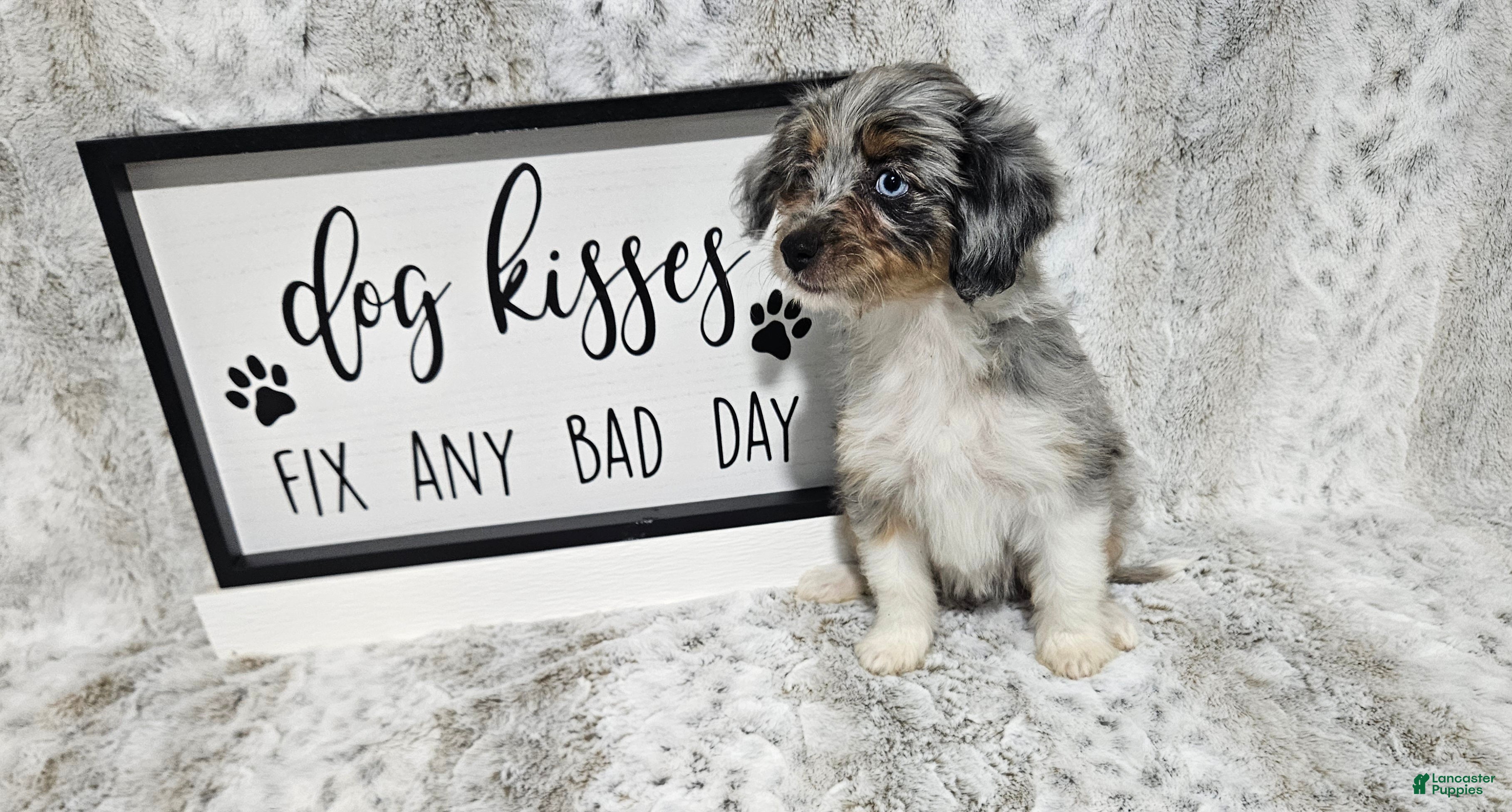 Mini Aussiedoodle dogs F1 Blueberry - Ad 36