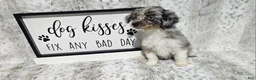 Mini Aussiedoodle dogs for sale: F1 Blueberry - Ad 3