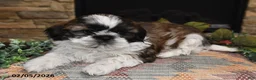 Shih Tzu dogs for sale: Rocky - Ad 2