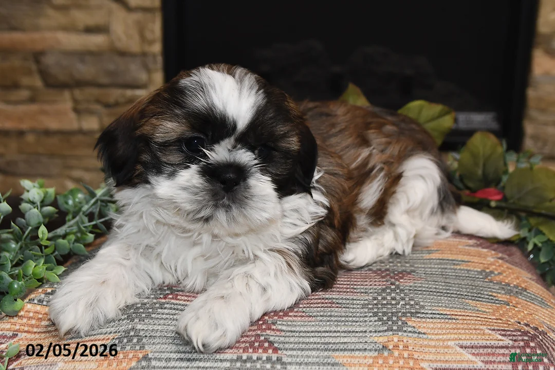 Shih Tzu dogs for sale: Rocky - Ad 2