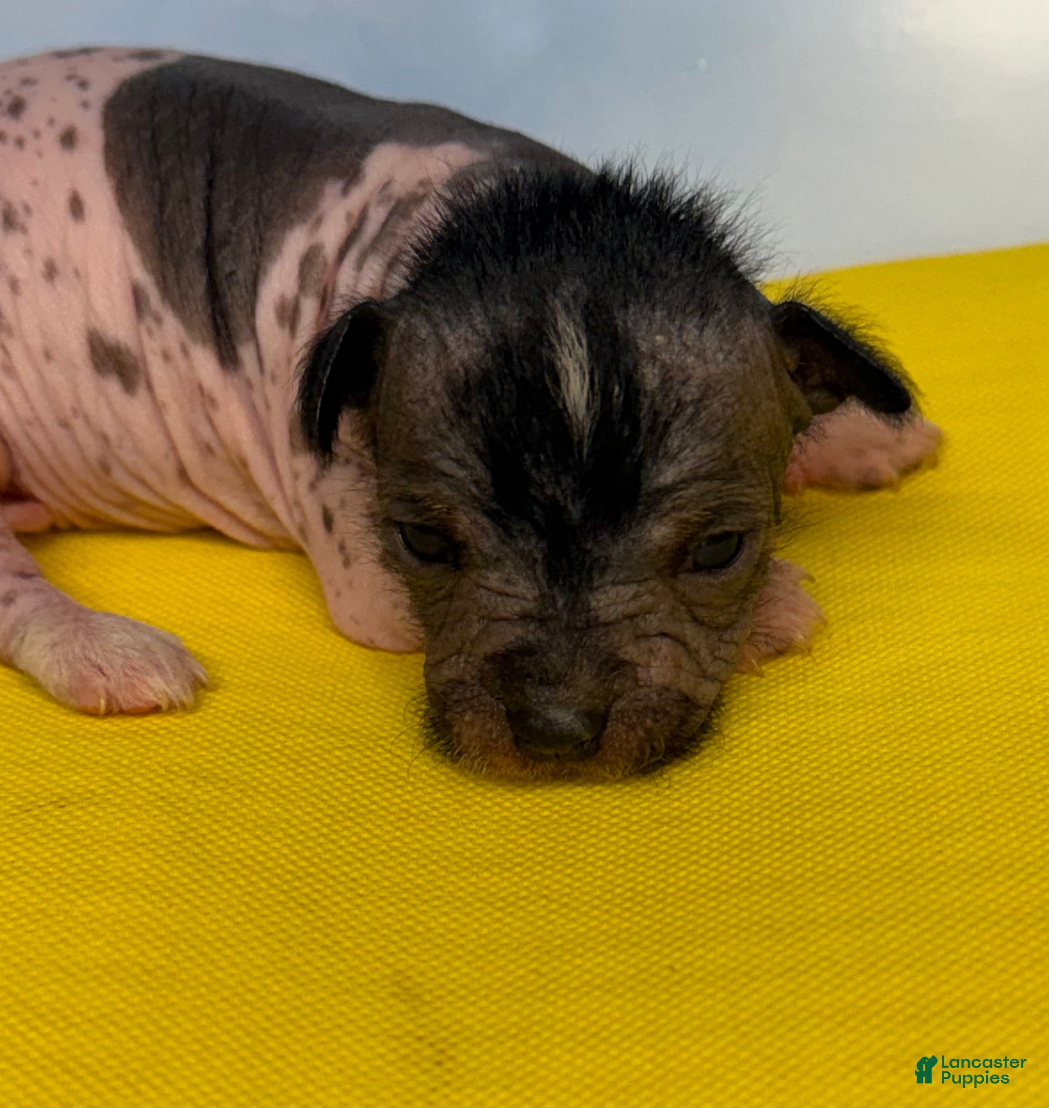 Mixed Breed dogs Mixed Breed Puppy 2 - Ad 2