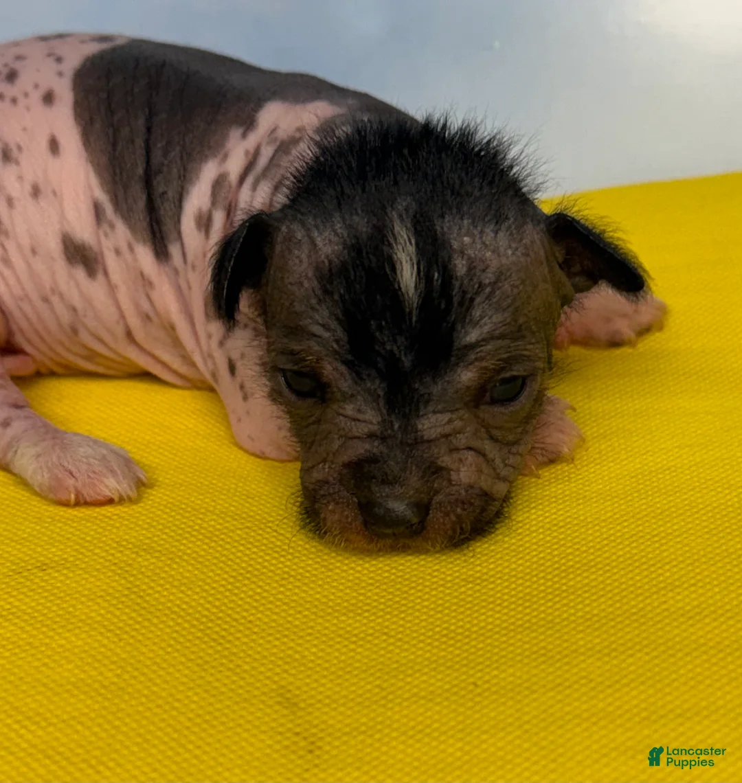 Mixed Breed dogs for sale: Mixed Breed Puppy 2 - Ad 2