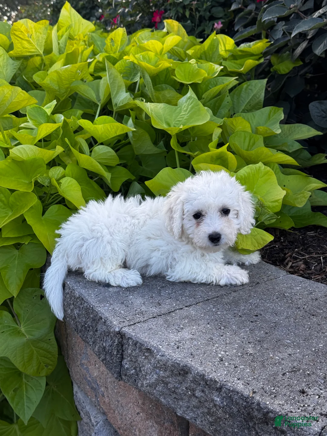 Bichon Frise dogs for sale: Blu  - Ad 2