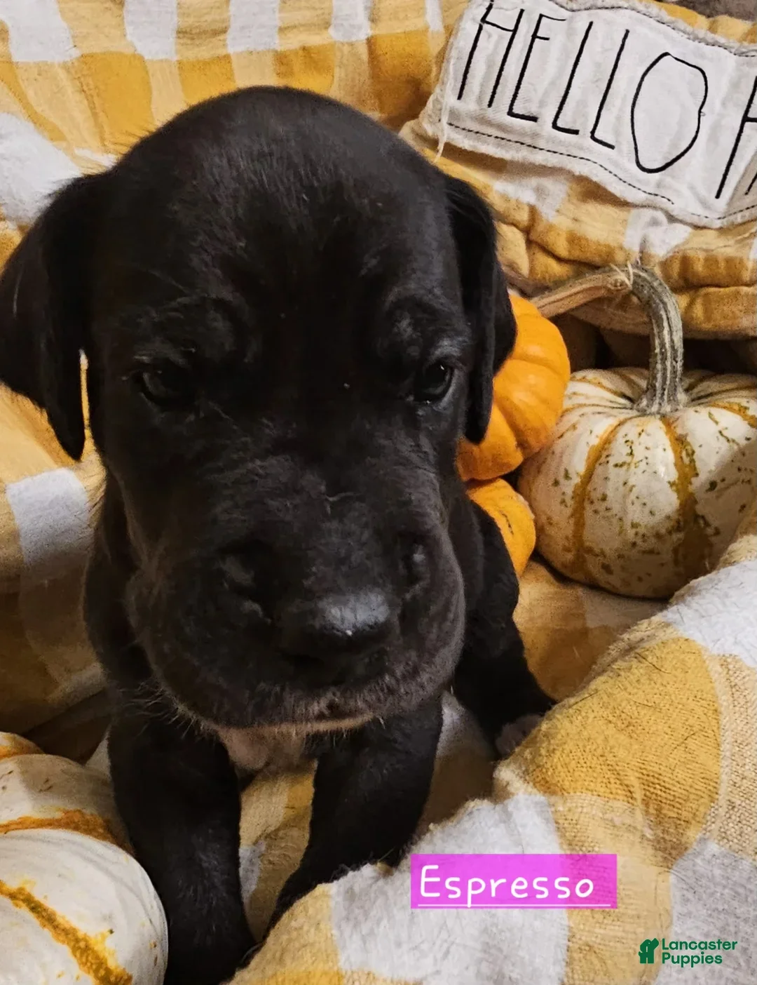 Great Dane dogs Espresso - Ad 3