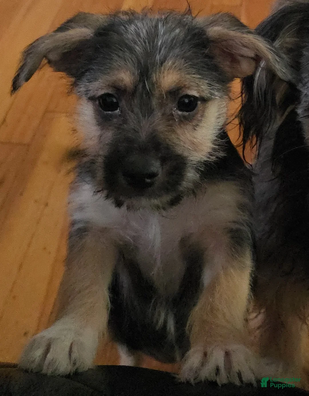 Mixed Breed dogs for sale: Mixed Breed Puppy 2 - Ad 1